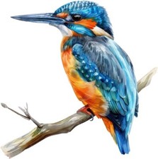 Blue Kingfisher Bird Colour