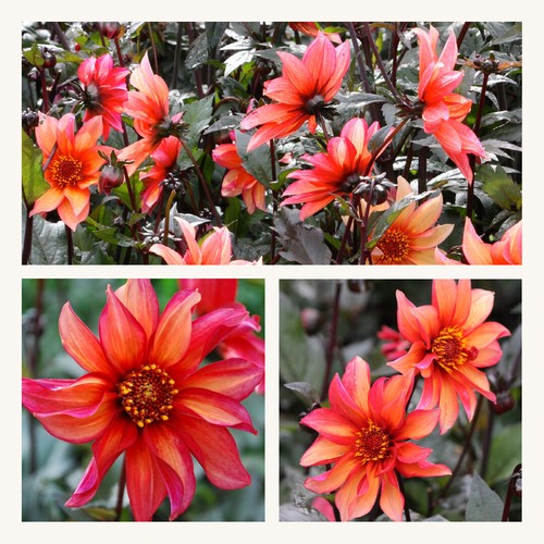 Semi double dahlia waltzing - semi,