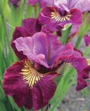 Iris sibirica miss - sibirica, apple