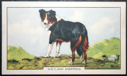 Shetland sheepdog vintage - shetland,
