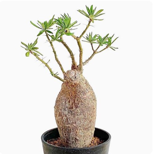 Cactus succulent plant - succulent,