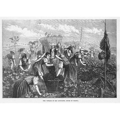 Grape picking bas - in,