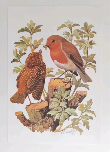 Vintage robin bird - vintage,