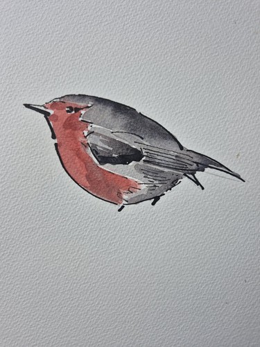 Robin ink watercolour - robin,