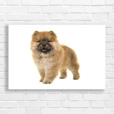 Adorable Frontfacing Chow Chow