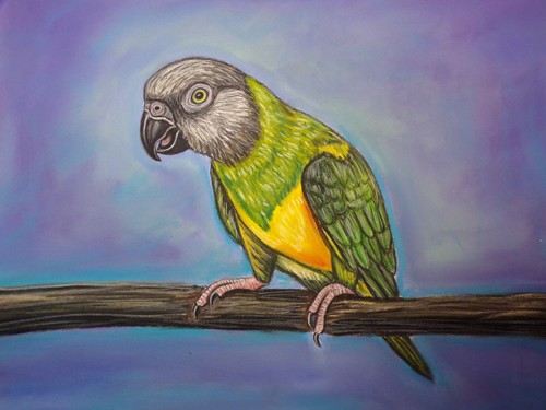 Senegal parrot original - senegal,