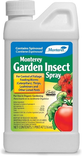 Monterey garden insect - garden,