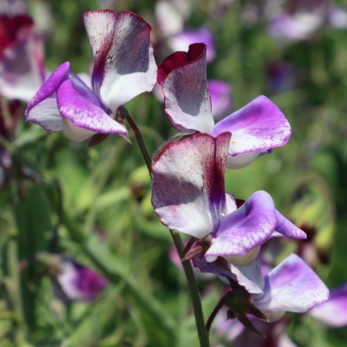 Sweet pea nimbus 300 - sweet,