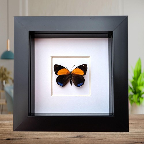 Framed numberwing butterfly