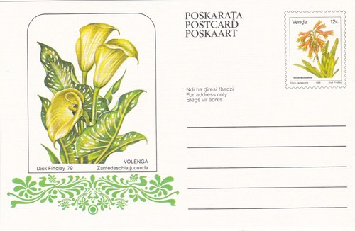 Venda 1985 zantedeschia - venda,