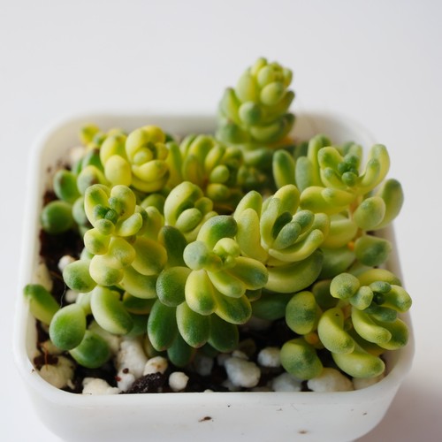 Sedum golden rice variegated - sedum,