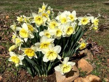 Ice Follies Narcissus Daffodil Bulbs - Perfect For Naturalizing