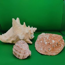 Seashells joblot queen - seashells,