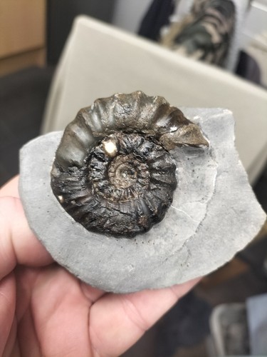 Androgynoceras maculatum - androgynoceras,