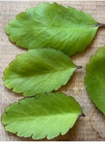 Miracle leaf bryophyllum - ,