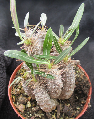 Pachypodium rosulatum ssp - rosulatum,
