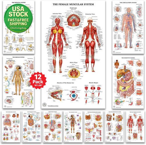 Human anatomy posters - human,