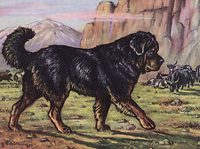 TIBETAN MASTIFF LOVELY VINTAGE