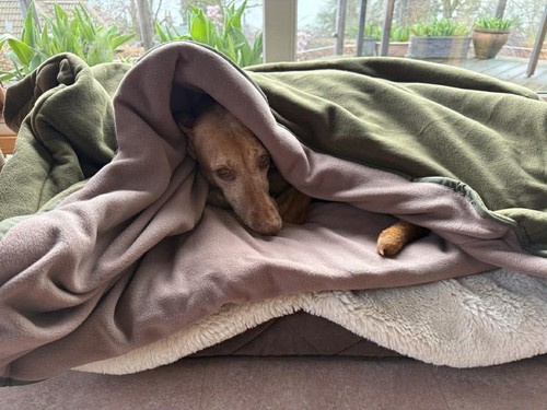 Dog snuggle sack 36 - dog, 45"