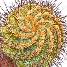Astrophytum ornatum form
