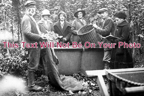5437 hop picking - 5437,