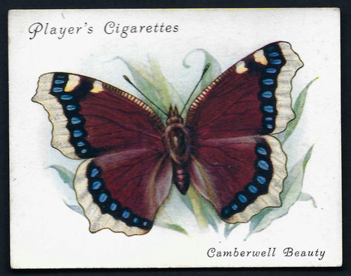 Player british butterflies - player,
