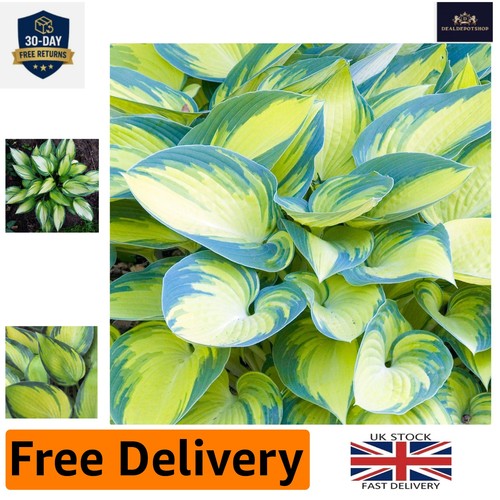 Hosta june plantain lily - 'june',