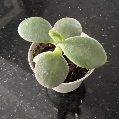 Jade plant money - plant, tree