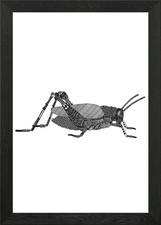 Cricket Framed Wall Art Poster