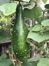 Bangla Khudu 10 Seeds Provided