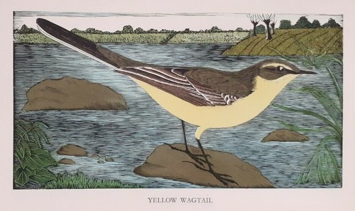 Daglish yellow wagtail bird - daglish,