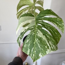 TOP cutting HIGHLY Variegated Monstera Deliciosa Albo - WHITE - not MINT, AUREA