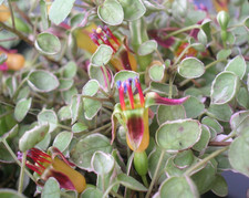 Fuchsia procumbens 'Variegata' NOT HARDY - 6.5cm pot - Free p/p on orders of £15