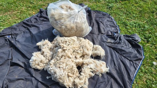 Alpaca fleece - alpaca,