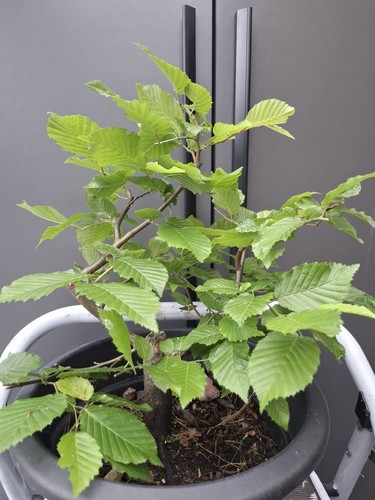 Chunky hornbeam bonsai tree - bonsai,