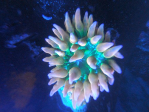 Rose rainbow bubble tip - rose,