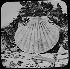 Magic Lantern Slide SCALLOP SHELL C1890 VICTORIAN PHOTO HALF HOUR AT THE SEASIDE