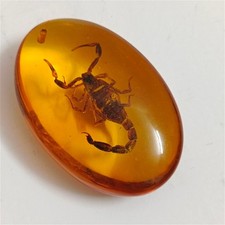 Scorpion encased - scorpion, in