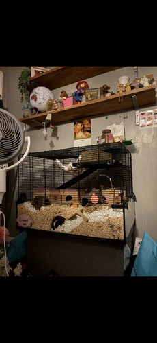Hamster cage with - with, bottom