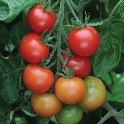 Tomato gardener delight plug - tomato,