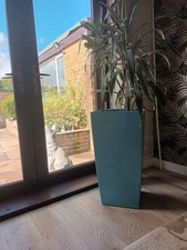 Extra Large Self Watering Plant Pot with extra large indoor plant  
