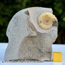 Promicroceras Calcite Ammonite Fossil Jurassic Coast Lyme Regis Dorset UK –