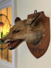 Taxidermy Fox Head