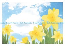 D222732 I m Supporting Marie Curie Cancer Care Great Daffodil Appeal