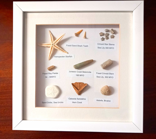 Framed mixed fossil display - mixed,