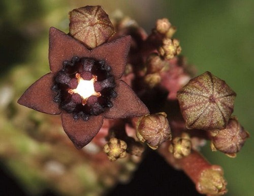 Pseudolithos dodsoniana 100