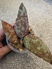 Hoya Caudata Cuttings  (Sun