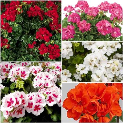 Geranium zonal mix x5 plug - geranium,