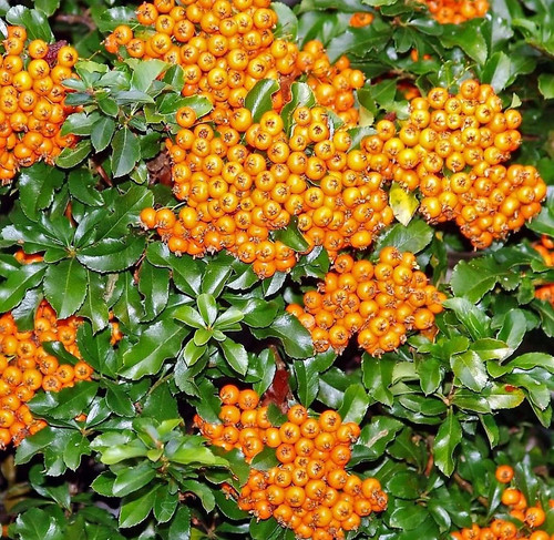 Pyracantha teton evergreen - ,