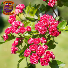 Crataegus Laevigata 'Paul'S